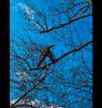 Boomverzorging, Bomen Rooien, Stronk Verwijderen.