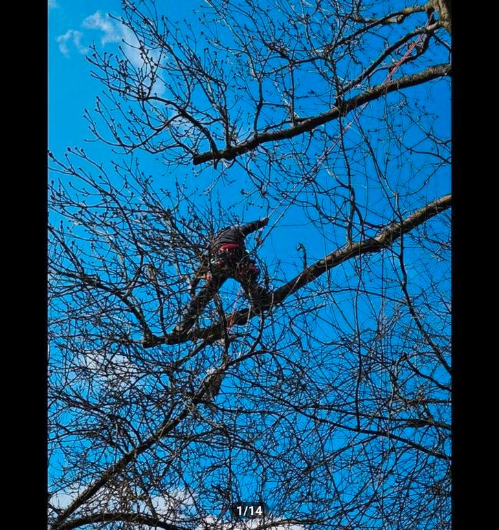 Boomverzorging, Bomen Rooien, Stronk Verwijderen., Diensten en Vakmensen, Overige Diensten