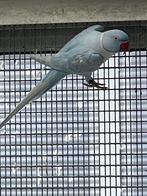 Halsbandparkiet, Geslacht onbekend, Parkiet