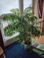 Grote Kentiapalm Kamerplant in Pot, Ophalen, Palm, Halfschaduw, In pot