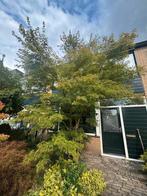 Japanse esdoorn Acer japonicum 4 meter hoog, Ophalen, Bloeit niet, Halfschaduw, Overige soorten
