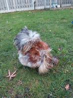 Usa zijdehoen haan, Dieren en Toebehoren, Pluimvee, Mannelijk, Kip