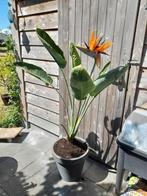 Bloeiende strelitzia reginae paradijsvogelbloem, Ophalen, 100 tot 150 cm, Overige soorten, Halfschaduw