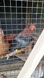 Wyandotte haan *gratis*, Dieren en Toebehoren, Pluimvee, Mannelijk, Kip