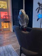 Jonge Grijzeroodstaart Papegaai, Geslacht onbekend, Papegaai, Geringd