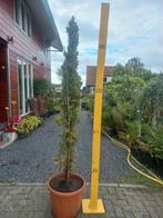 Cupressus sempervirens, Bloeit niet, 100 tot 250 cm, Zuilboom, Ophalen