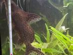 Kwi kwi vis synodontis eupterus, Dieren en Toebehoren, Zoetwatervis