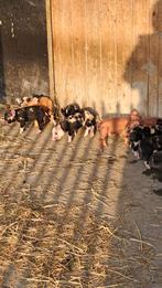 75% Berkshire 25% Duroc, Dieren en Toebehoren, Meerdere dieren, Varken, 0 tot 2 jaar