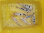 jonge koi,s, Dieren en Toebehoren, Karper of Koi