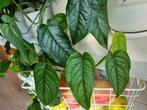 monstera siltepecana stek, Ophalen of Verzenden, Halfschaduw, Minder dan 100 cm