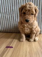 Labradoodle medium pups F3 Zeer mooi, Rabiës (hondsdolheid), Overige rassen, 8 tot 15 weken, Meerdere