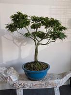 Acer Japanse Esdoorn Bonsai 55cm, Tuin en Terras, Planten | Bomen, Bloeit niet, Halfschaduw, Minder dan 100 cm, Overige soorten