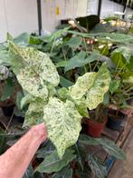 Alocasia macrorhizza variegata - Olifantsoor, Huis en Inrichting, Kamerplanten, Overige soorten, In pot, Minder dan 100 cm, Groene kamerplant