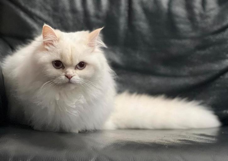 Britise langhaar, Dieren en Toebehoren, Katten en Kittens | Raskatten | Langhaar, Poes, Ontwormd