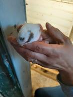 t.k. zeer mooie koppels harlekijn harlekijn kanaries 2024/25, Meerdere dieren, Kleurkanarie