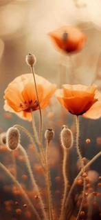 Schilderij met klaprozen 90 bij 60 cm., Ophalen of Verzenden