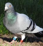 Postduiven en sierduiven, Dieren en Toebehoren, Vogels | Duiven, Meerdere dieren, Postduif