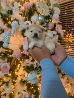 Pomeriaan teefje beschikbaar, Overige rassen, 8 tot 15 weken, Teef, Eén hond