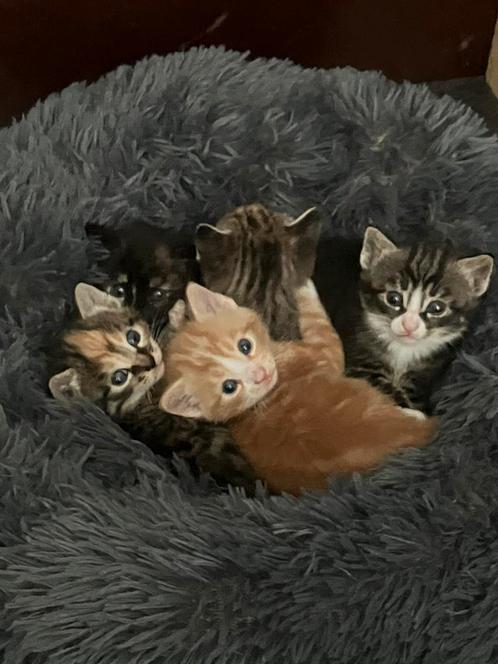 Prachtige kittens INGEENT en CHECK dierenarts, Dieren en Toebehoren, Katten en Kittens | Overige Katten, Kater