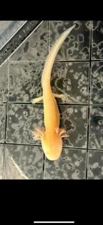 Baby axolotl Golden Albino, Dieren en Toebehoren, Reptielen en Amfibieën, Amfibie, 0 tot 2 jaar