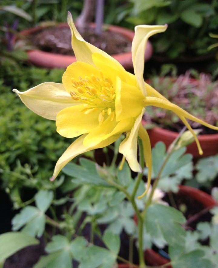 Zaden van AKELEI-MIX, Tuin en Terras, Bloembollen en Zaden