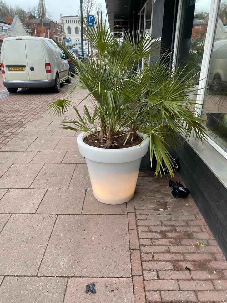 Wintervaste palm in verlichte pot, Tuin en Terras, Bloempotten, Zo goed als nieuw, Kunststof, Balkon, 70 cm of meer, 40 cm of meer