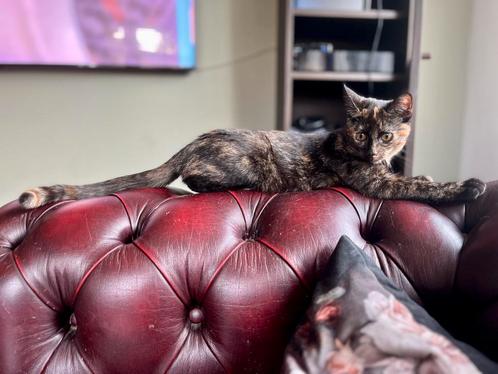 2 lieve kittens beschikbaar, Dieren en Toebehoren, Katten en Kittens | Overige Katten, Meerdere dieren