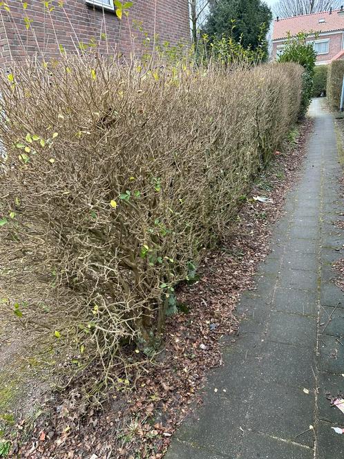 Liguster haag groot ook in delen per meter breed 1,=, Tuin en Terras, Planten | Struiken en Hagen, Liguster, Verzenden