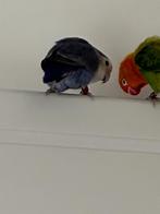 agapornis (1of2)  te koop, Meerdere dieren, Dwergpapegaai of Agapornis, Geringd