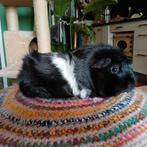 Lief zwart-wit borstel cavia zeugje (2jaar oud), Dieren en Toebehoren, Cavia, December, Vrouwelijk, Tam