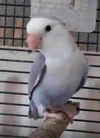 GEZOCHT: Overjarige pop Agapornis Roseicolli, Dieren en Toebehoren, Vogels | Parkieten en Papegaaien, Vrouwelijk, Parkiet