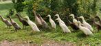 Indische loopeenden wit en wild kleur m/v, Dieren en Toebehoren, Meerdere dieren, Eend