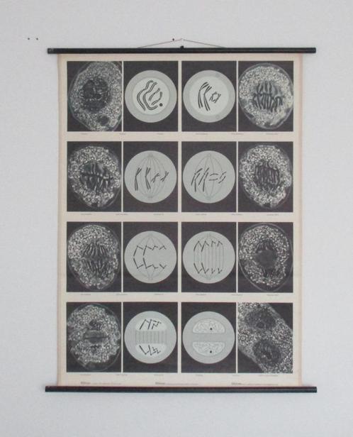 Prachtige wandkaart - MITOSE - Vintage uit 1971 - biologie, Antiek en Kunst, Antiek | Schoolplaten, Natuur en Biologie, Ophalen of Verzenden