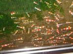 crystal red garnalen prl kwalitiet ook verzenden naar belgie, Dieren en Toebehoren, Vissen | Aquariumvissen, Kreeft, Krab of Garnaal