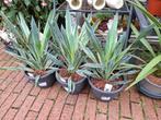 Diverse Yucca's, Overige soorten, Volle zon, Vaste plant, Ophalen of Verzenden