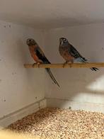 Prachtig bewezen broedkoppel bourkeparkieten, Dieren en Toebehoren, Meerdere dieren, Parkiet