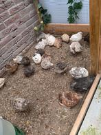 Kwartel, Dieren en Toebehoren, Vogels | Overige Vogels, Vrouwelijk, Tropenvogel