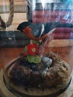 Bullfinch vogel Franklin Mint (goudvink) onder stolpje, Ophalen of Verzenden