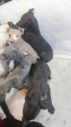 Whippet pups super lief en sociaal, 8 tot 15 weken, Meerdere, Meerdere dieren, Nederland