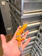 1.0 luipaardgekko, Dieren en Toebehoren, Reptielen en Amfibieën, Hagedis, 0 tot 2 jaar