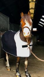 Aparte Welsh A-merrie, Dieren en Toebehoren, Merrie, Gechipt, A pony (tot 1.17m), 7 tot 10 jaar