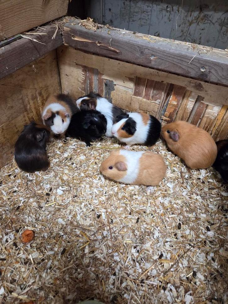 Te koop diverse soorten jonge cavia's zeugjes beertjes, Dieren en Toebehoren, Knaagdieren, Meerdere dieren, Cavia, Oktober