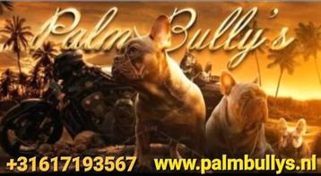 Franse bulldog (GASTENGEZIN)gezonde richtlijn met neusje  beschikbaar voor biedingen