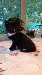 Kittens te Koop, Dieren en Toebehoren, Katten en Kittens | Overige Katten, Meerdere dieren