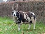 Jacobschaap Import ram 4 hoornig, Dieren en Toebehoren, Mannelijk, Schaap