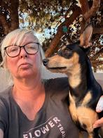 HzH-ANDREA, dit meisje zoekt ook een warm thuis, Particulier, 1 tot 2 jaar, Buitenland, Teef