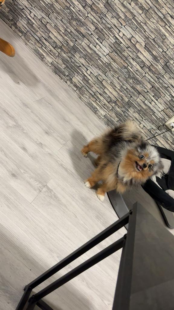 Pomerianan merle tan, Dieren en Toebehoren, Honden | Poolhonden, Keeshonden en Oertypen, Reu, Keeshond, Particulier, Eén hond