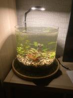 Aquarium, Ophalen, Zo goed als nieuw, Leeg aquarium