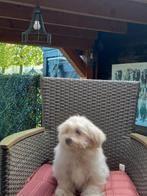 Te koop mooi speelse malthezer pup, Dieren en Toebehoren, Honden | Chihuahua's en Gezelschapshonden, Overige rassen, CDV (hondenziekte)
