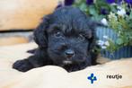 Medium kruising tibetaanse terrier x labradoodle pups., Nederland, Overige rassen, 8 tot 15 weken, CDV (hondenziekte)